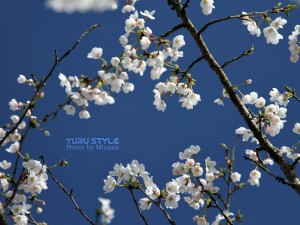 YURU STYLE