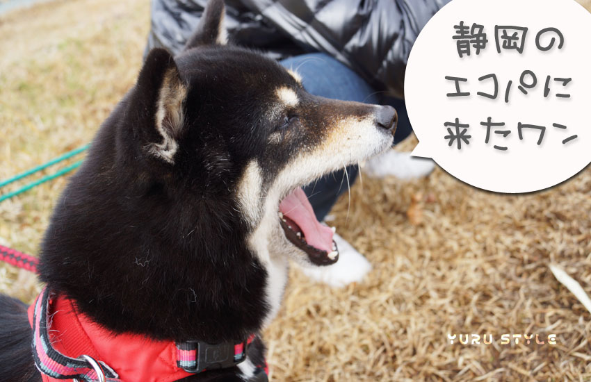 黒柴ぁぁぁ!ヽ(*´∀`)ノ