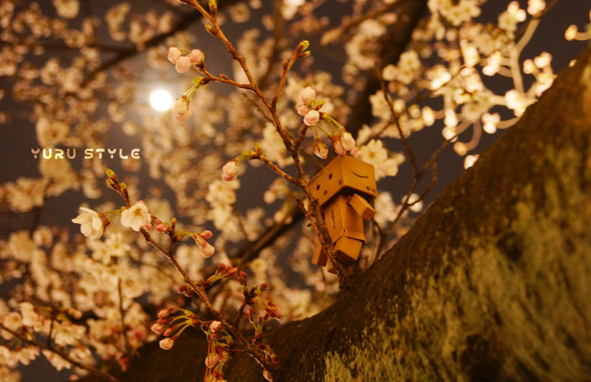 月明かりで花見